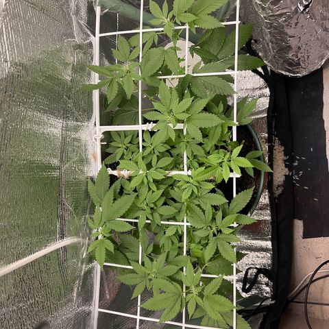 Habibi PT growlog timeline photo