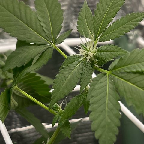 Habibi PT growlog timeline photo