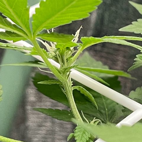 Habibi PT growlog timeline photo