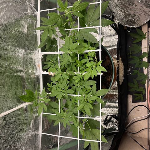 Habibi PT growlog timeline photo