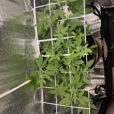 Habibi PT growlog timeline photo