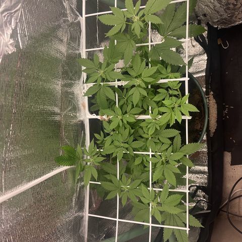 Habibi PT growlog timeline photo