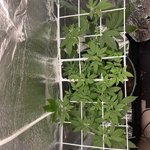 Habibi PT growlog timeline photo