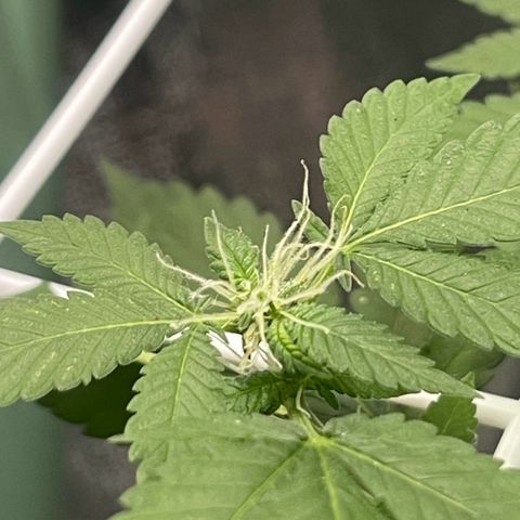 Habibi PT growlog timeline photo