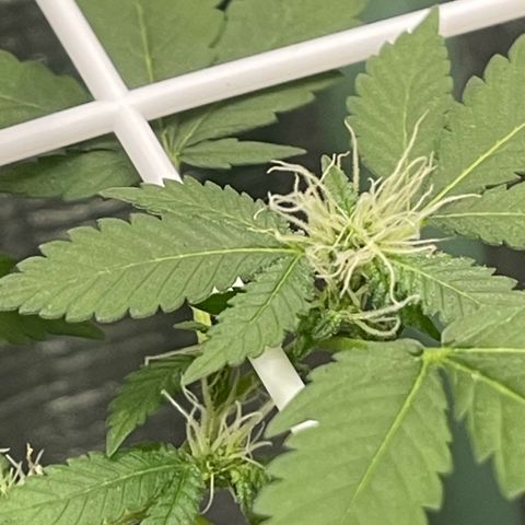 Habibi PT growlog timeline photo