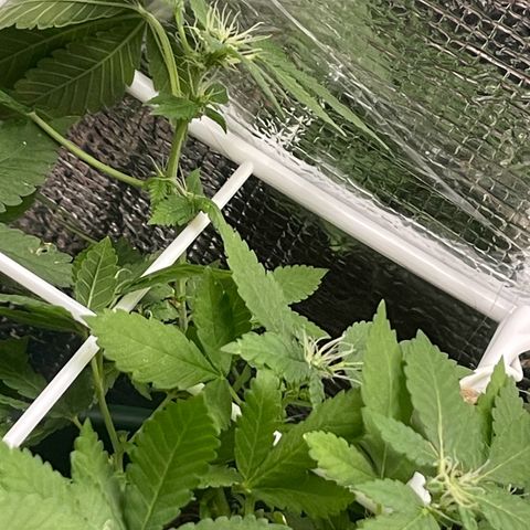 Habibi PT growlog timeline photo