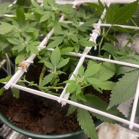 Habibi PT growlog timeline photo
