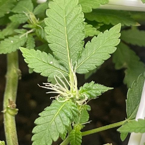 Habibi PT growlog timeline photo