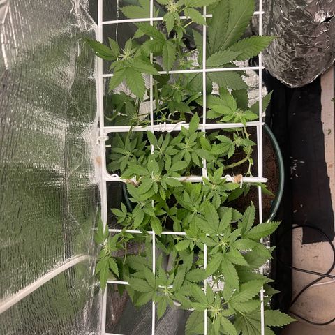 Habibi PT growlog timeline photo