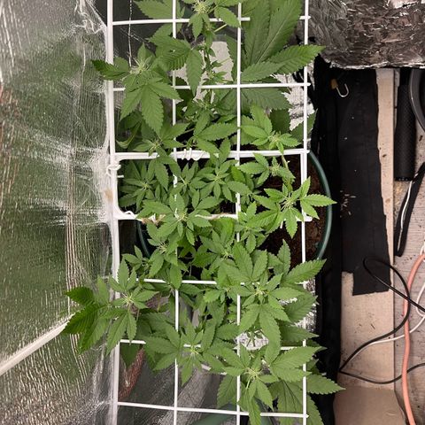 Habibi PT growlog timeline photo