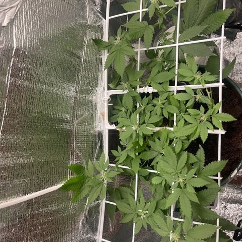 Habibi PT growlog timeline photo