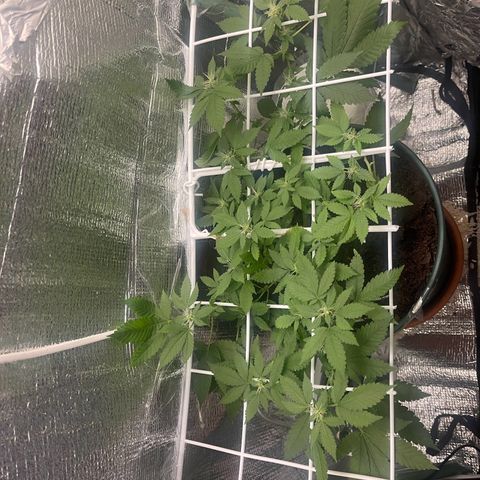 Habibi PT growlog timeline photo