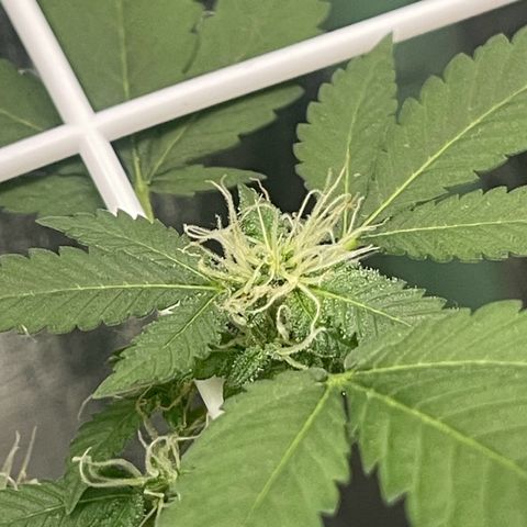 Habibi PT growlog timeline photo