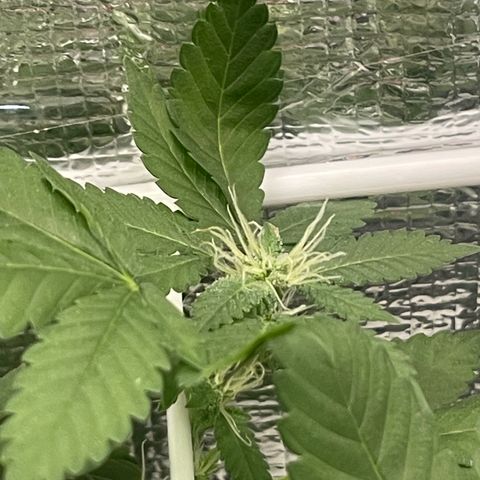 Habibi PT growlog timeline photo
