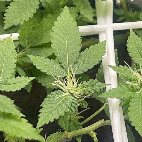 Habibi PT growlog timeline photo