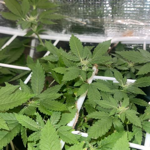 Habibi PT growlog timeline photo