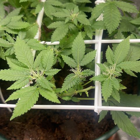 Habibi PT growlog timeline photo