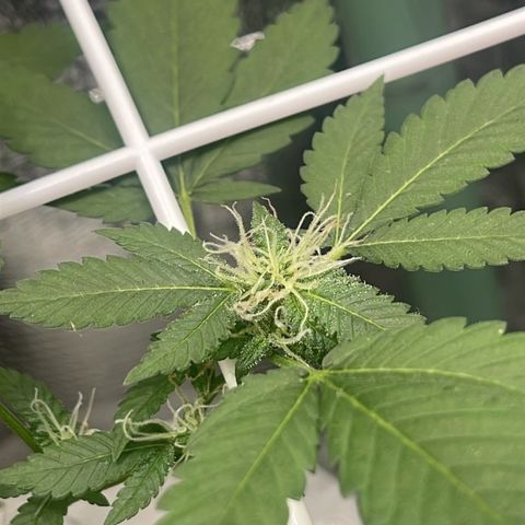 Habibi PT growlog timeline photo