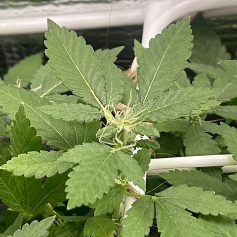 Habibi PT growlog timeline photo