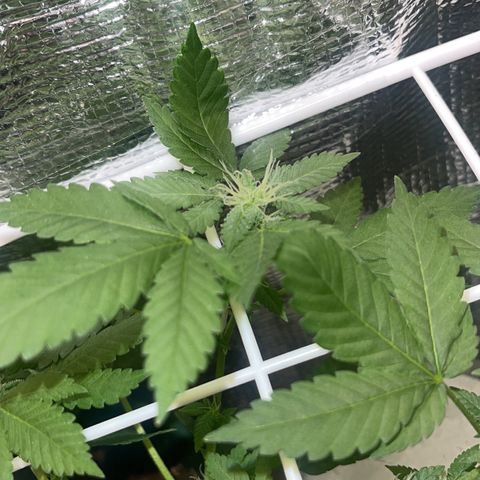 Habibi PT growlog timeline photo