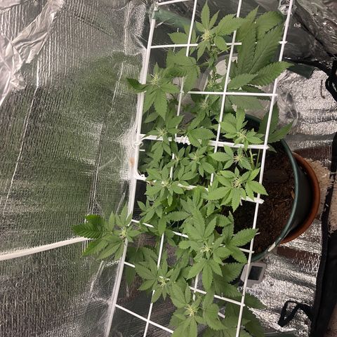 Habibi PT growlog timeline photo