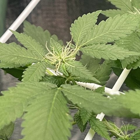 Habibi PT growlog timeline photo