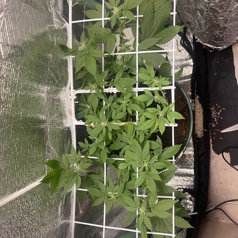 Habibi PT growlog timeline photo