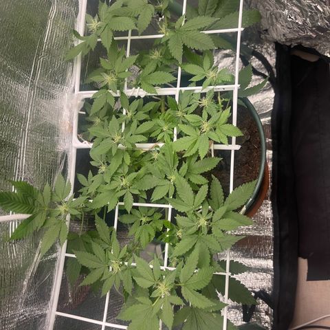 Habibi PT growlog timeline photo