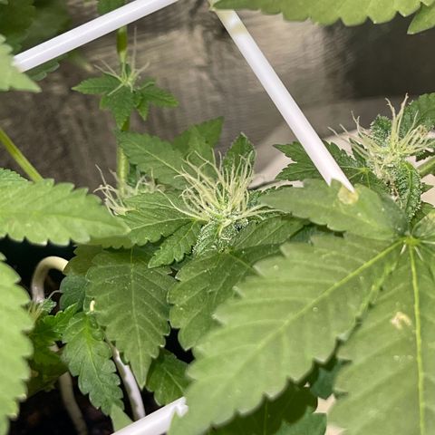 Habibi PT growlog timeline photo