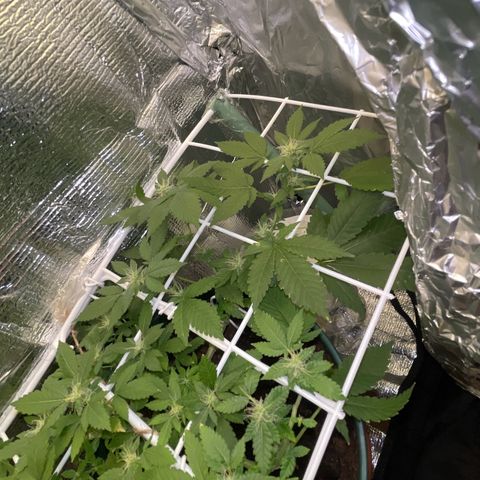Habibi PT growlog timeline photo