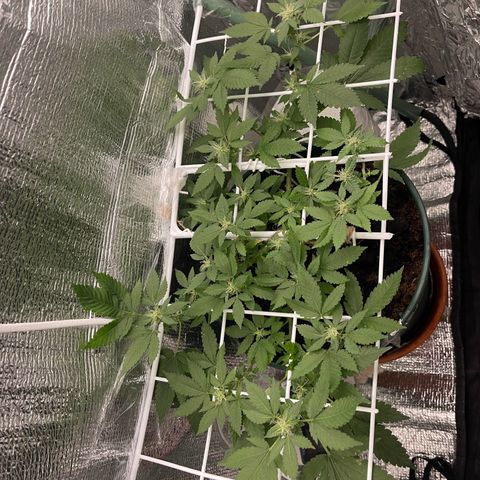 Habibi PT growlog timeline photo