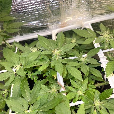 Habibi PT growlog timeline photo