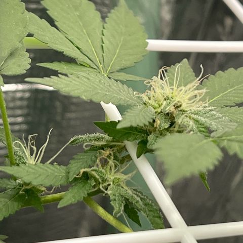 Habibi PT growlog timeline photo
