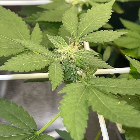 Habibi PT growlog timeline photo