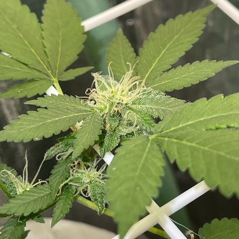 Habibi PT growlog timeline photo