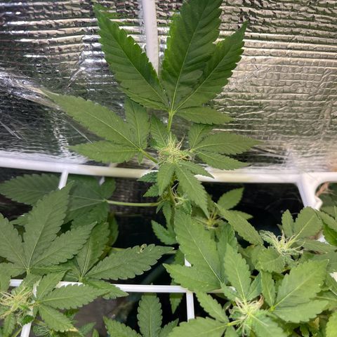Habibi PT growlog timeline photo