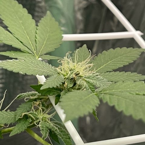 Habibi PT growlog timeline photo