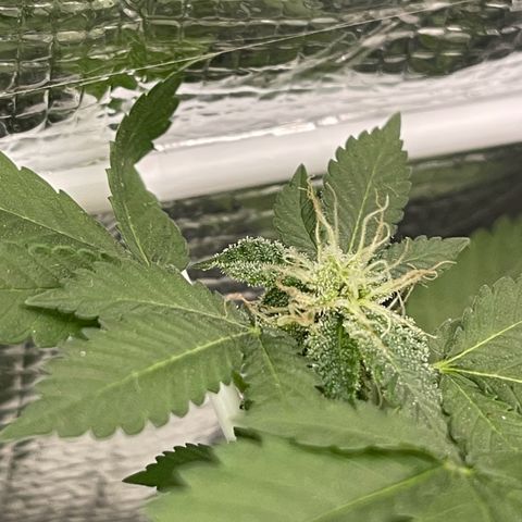 Habibi PT growlog timeline photo