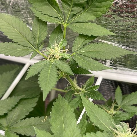 Habibi PT growlog timeline photo