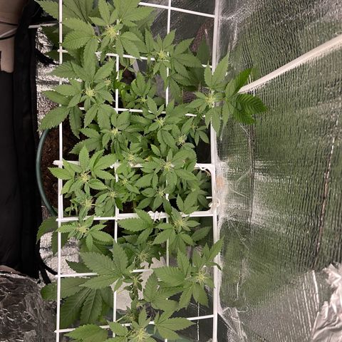 Habibi PT growlog timeline photo