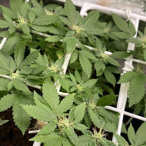 Habibi PT growlog timeline photo