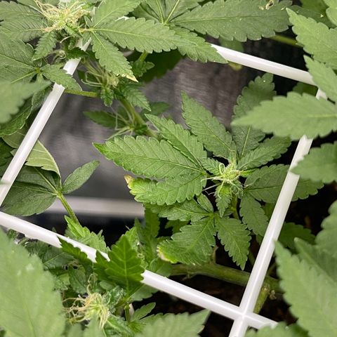 Habibi PT growlog timeline photo
