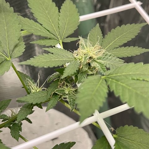 Habibi PT growlog timeline photo