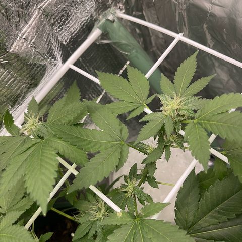 Habibi PT growlog timeline photo