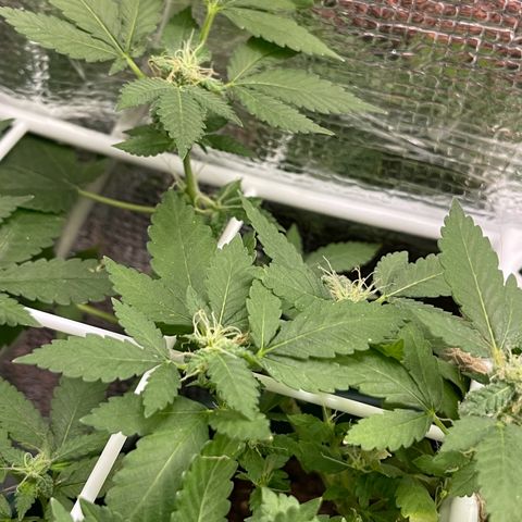 Habibi PT growlog timeline photo