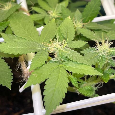 Habibi PT growlog timeline photo