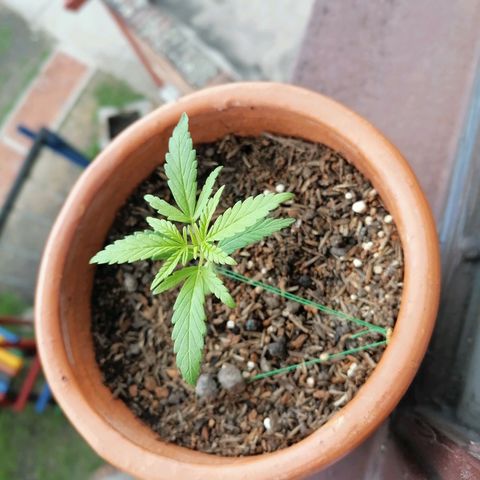 Genética desconocida growlog timeline photo