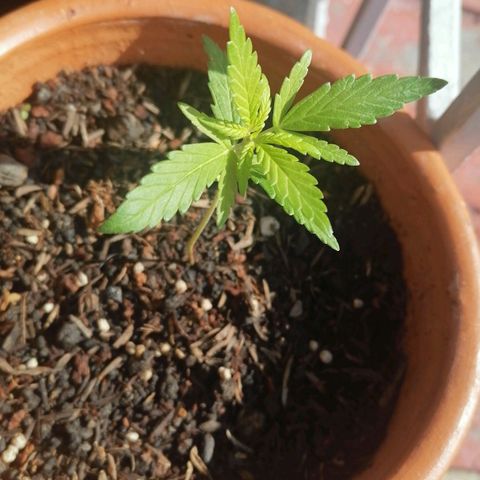 Genética desconocida growlog timeline photo