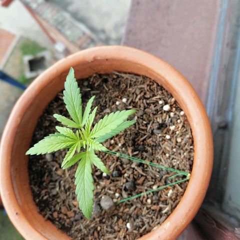 Genética desconocida growlog timeline photo