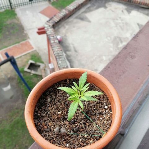 Genética desconocida growlog timeline photo